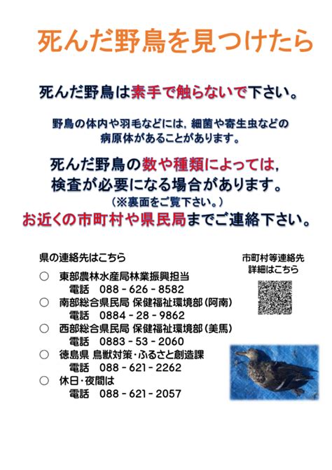 鳥死亡|死亡した野鳥を見つけたら